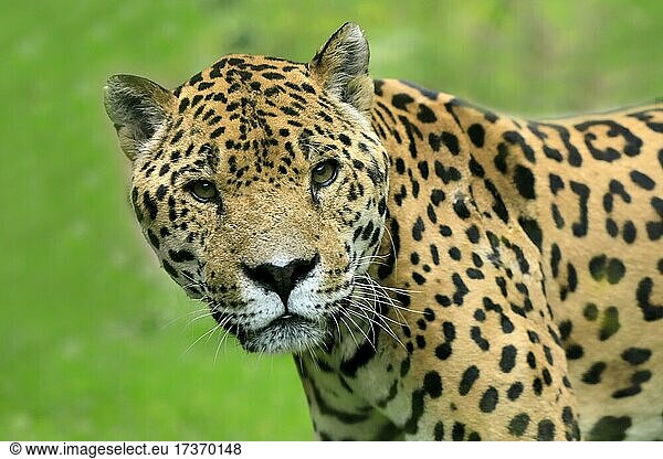 Jaguar (Panthera onca)  adult  wachsam  Portrait  captive