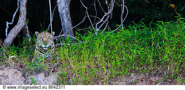 Jaguar  Panthera onca  Brasilien