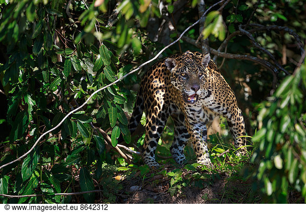 Jaguar  Panthera onca  Brasilien