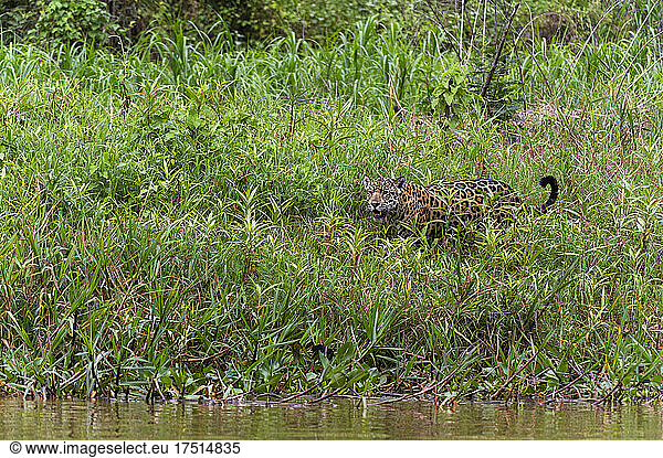 Jaguar (Panthera onca)  Fluss Cuiaba  Pantanal  Mato Grosso  Brasilien.