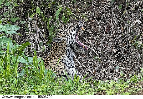 Jaguar (Panthera Onca)  gähnt  Matto Grosso do Sul  Pantanal  Brasilien  Südamerika
