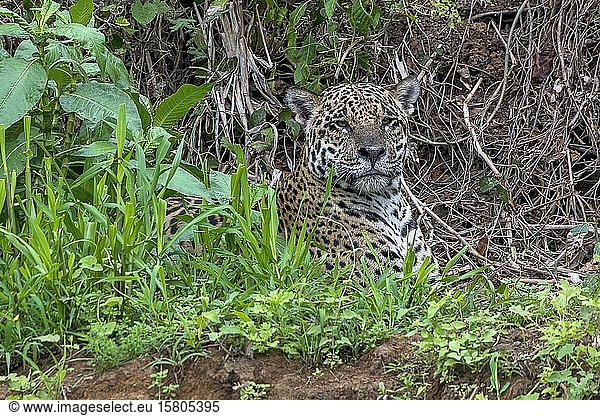 Jaguar (Panthera Onca)  liegt versteckt  Matto Grosso do Sul  Pantanal  Brasilien  Südamerika