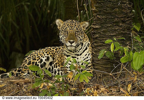 Jaguar (Panthera Onca)  Matto Grosso do Sul  Pantanal  Brasilien  Südamerika