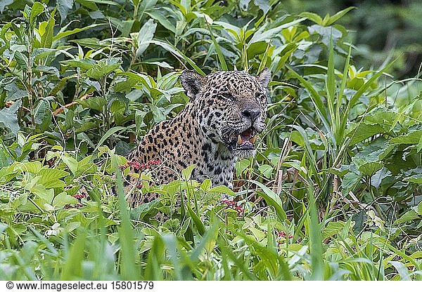 Jaguar (Panthera Onca)  mit offenem Maul  Matto Grosso do Sul  Pantanal  Brasilien  Südamerika