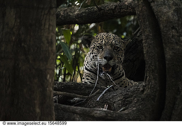 Jaguar (Panthera onca)  Pantanal  Mato Grosso  Brasilien