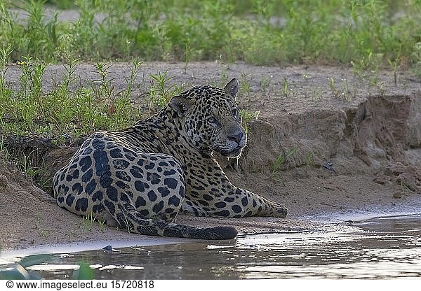 Jaguar (Panthera Onca) ruht auf einer Sandbank am Wasser  Matto Grosso do Sul  Pantanal  Brasilien  Südamerika