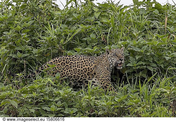 Jaguar (Panthera Onca)  streift durch die Ufervegetation  Matto Grosso do Sul  Pantanal  Brasilien  Südamerika
