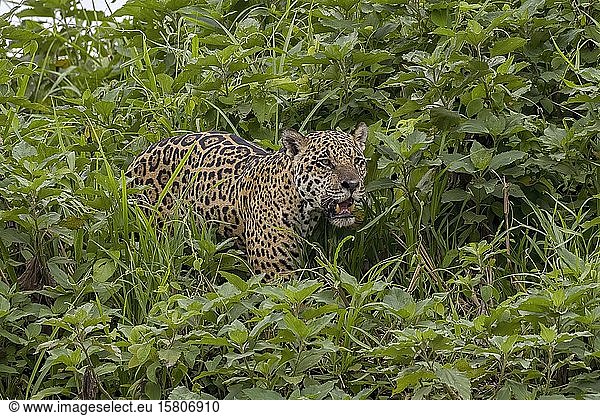 Jaguar (Panthera Onca)  streift durch die Ufervegetation  Matto Grosso do Sul  Pantanal  Brasilien  Südamerika
