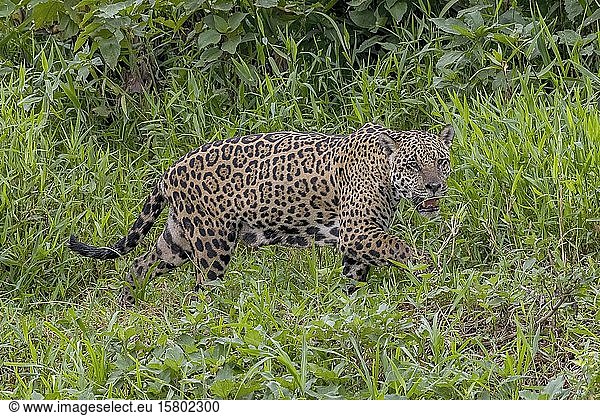 Jaguar (Panthera Onca)  suchend in der Ufervegetation  Matto Grosso do Sul  Pantanal  Brasilien  Südamerika