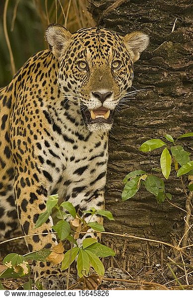 Jaguar (Panthera Onca)  Tierporträt  Matto Grosso do Sul  Pantanal  Brasilien  Südamerika