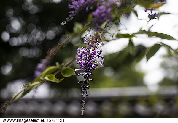 Japan  Kyoto  Close-up of purple flower