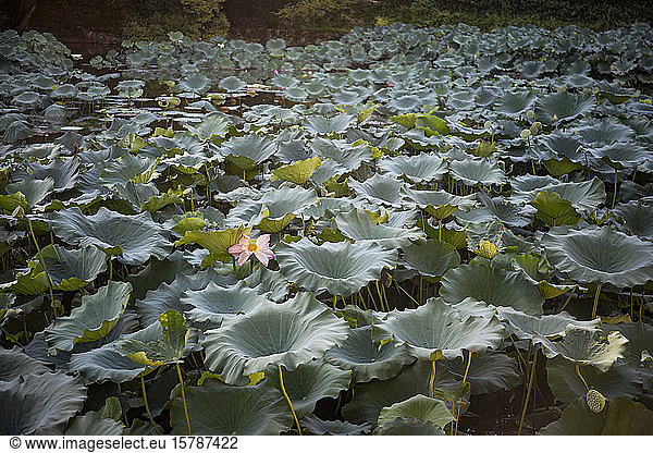 Japan  Kyoto Prefecture  Kyoto  Pond filled with lotus water lilies