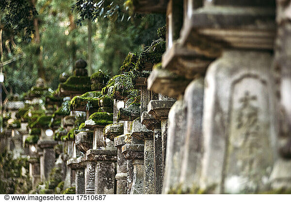 Japan  Nara Prefecture  Nara  Row of stone lanterns in Nara Park