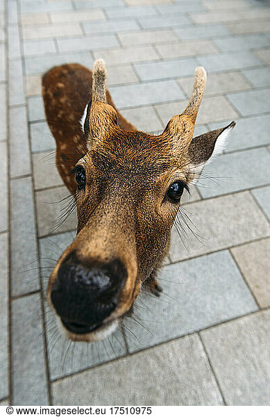 Japan  Nara  Sika deer (Cervus nippon) looking at camera in Nara Park