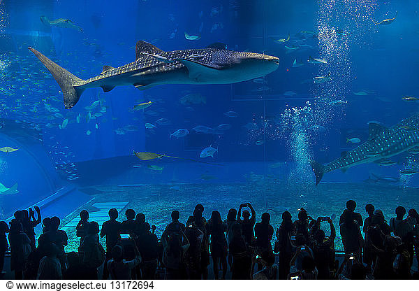 Japan  Okinawa  Ocean Expo Park  Walhai im Churaumi Aquarium