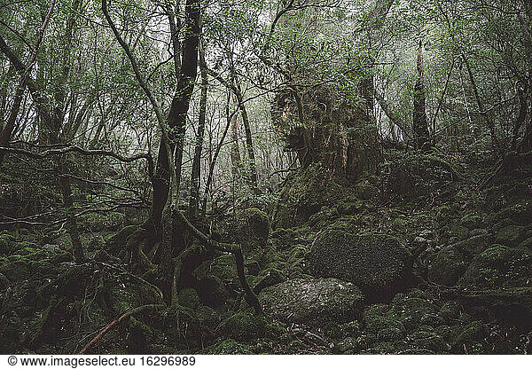 Japan  Regenwald auf der Insel Yakushima  Unesco-Weltnaturerbe