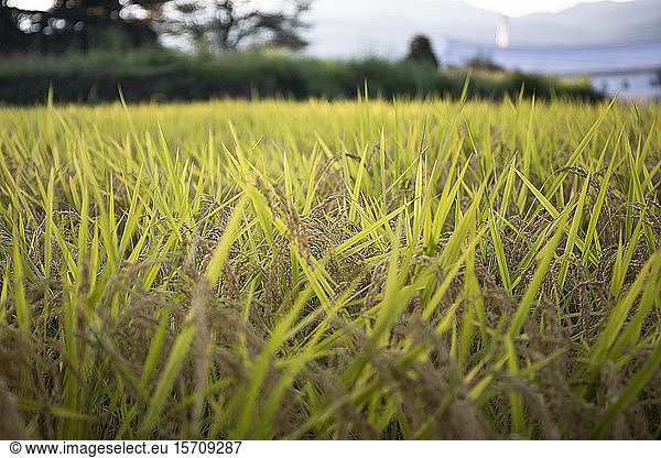 Japan  Takayama  Close-up of yellow blades of grass