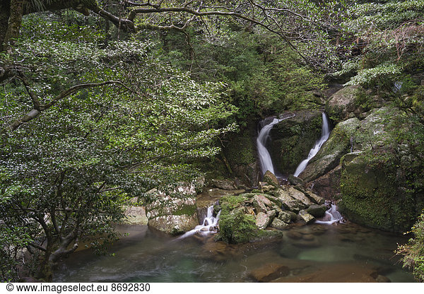 Japan  Wasserfall im Regenwald der Insel Yakushima