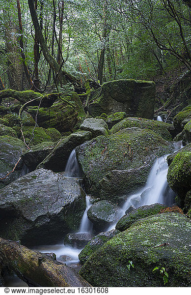 Japan  Yakushima  Wasserfall im Regenwald  Welterbe  Naturstätte