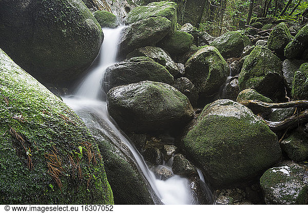 Japan  Yakushima  Waterfall in the rainforest