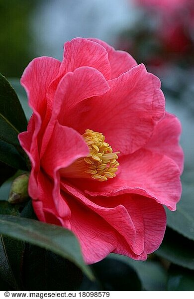 Japanese camellia (Camellia japonica) variety 'Royalty' x reticulata