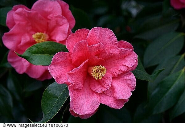 Japanese Camellia ( Camellia) ( japonica) variety 'Royalty' x reticulata