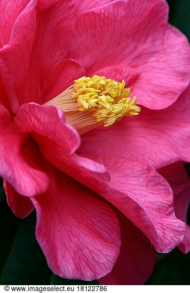 Japanese camellia (Camellia japonica) variety 'Royalty' x reticulata