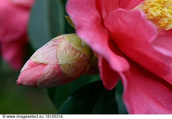 Japanese camellia (Camellia japonica) variety 'Royalty' x reticulata