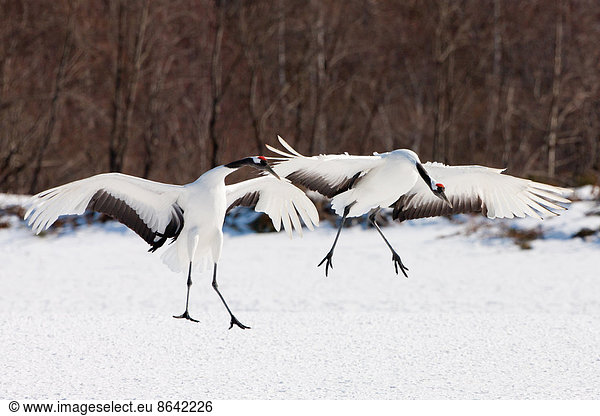 Japanese cranes  Hokkaido  Japan