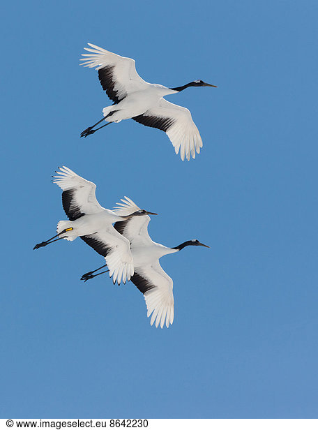 Japanese cranes  Hokkaido  Japan