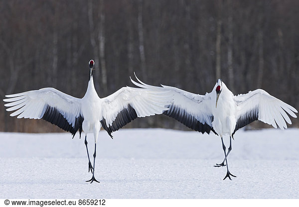 Japanese cranes upright  spreading their wings and preening on a frozen lake in Hokkaido  Japan