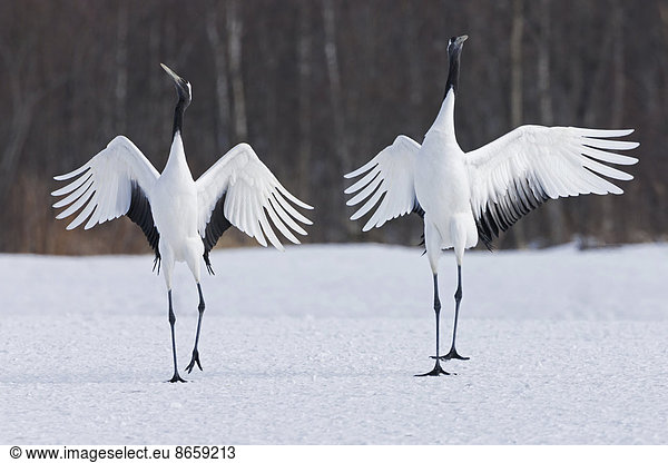 Japanese cranes upright  spreading their wings and preening on a frozen lake in Hokkaido  Japan