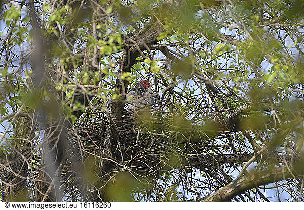 Japanese Crested Ibis (Nipponia nippon) at nest  Shanxii  China