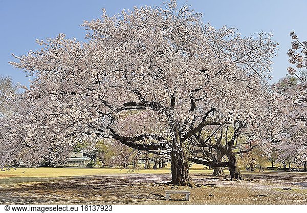 Japanese flowering cherry trees (Prunus serrulata) in bloom  Shinjuku Park  Tokyo  Japan