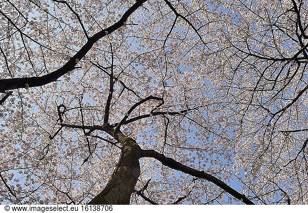 Japanese flowering cherry trees (Prunus serrulata) in bloom  Shinjuku Park  Tokyo  Japan