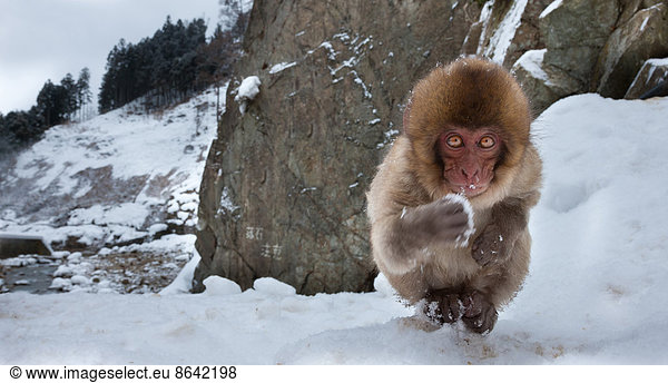 Japanese macaque  Honshu Island  Japan