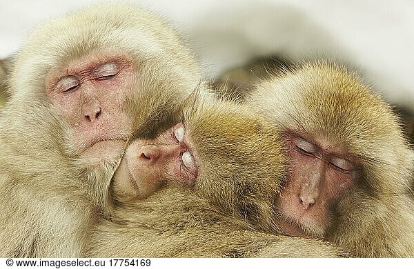 Japanese Macaque (Macaca fuscata) adults and immature  huddled together for warmth  near Nagano  Honshu  Japan  Asia