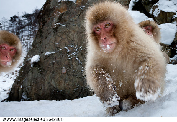 Japanese macaques  Honshu Island  Japan