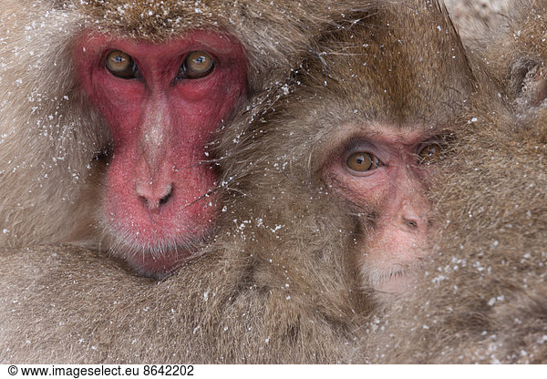 Japanese macaques  Honshu Island  Japan