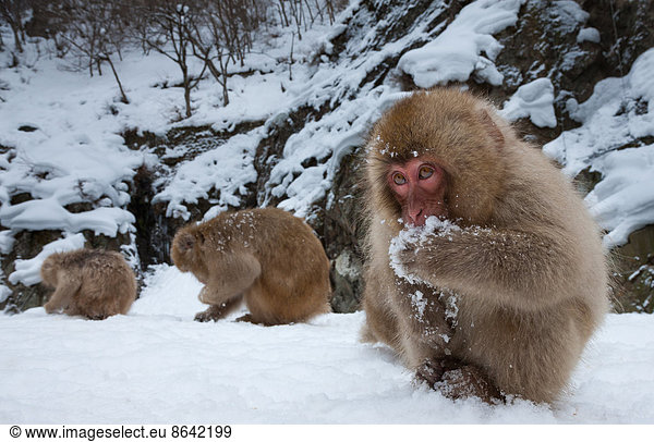 Japanese Macaques  Japanese Alps  Honshu Island  Japan