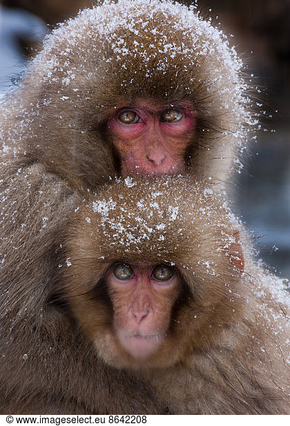 Japanese Macaques  Japanese Alps  Honshu Island  Japan