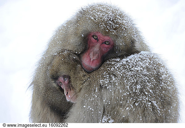 Japanese macaques (Macaca fuscata) snug under snow fall  Japanese Alps  Japan