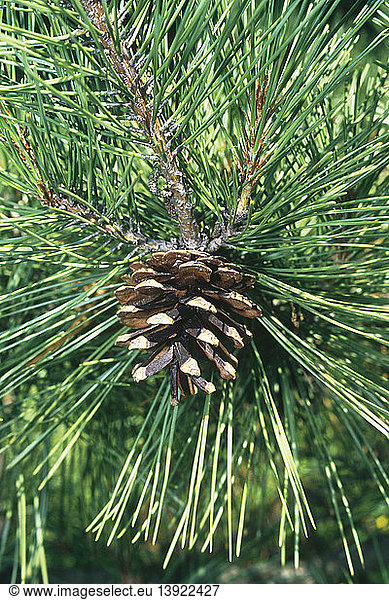 Japanese Red Pine mature cone
