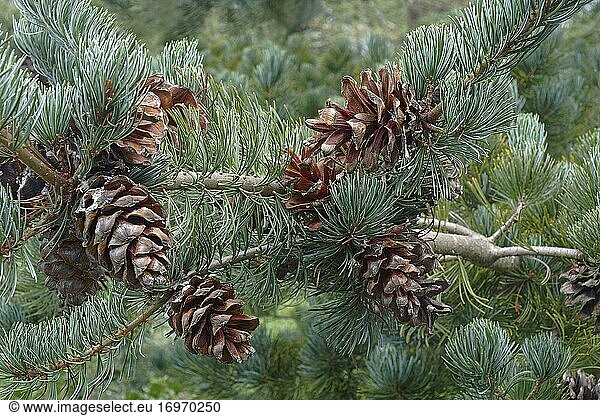 Japanische Weißkiefer Cleary (Pinus parviflora 'Cleary').