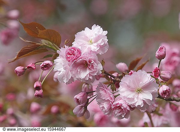 Japanische Zierkirsche (Prunus Serrulata) rosa Blüten  Deutschland  Europa