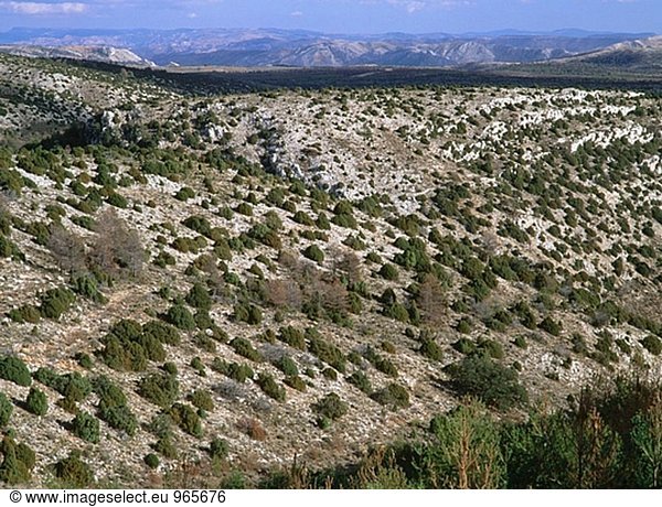 Japanischer Garten Wacholder (Juniperus Procumbens Nana) und Spanisch Wacholder (Juniperus Thurifera) in El Maestrazgo. Provinz Teruel. Aragon  Spanien