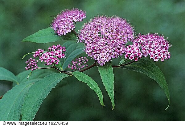 Japanischer Spierstrauch benötigt in der Wachstumsphase viel Wasser  Japanese Spiraea prefers lots of water during the growing season (Japanese Meadowsweet) (Spiraea japonica)