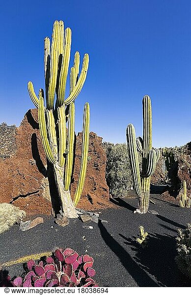 Jardín de Cactus  Cacti and Succulent Garden  César Manrique  Guatiza  Teguise  Lanzarote  Spain  Europe