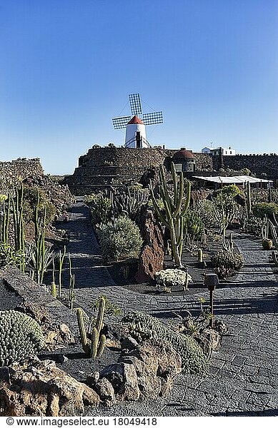 Jardín de Cactus  cacti and succulent garden with windmill  artist César Manrique  Guatiza  Teguise  Lanzarote  Spain  Europe