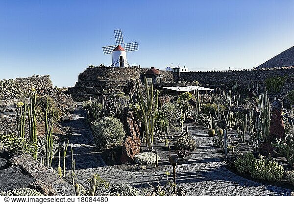 Jardín de Cactus  cacti and succulent garden with windmill  artist César Manrique  Guatiza  Teguise  Lanzarote  Spain  Europe